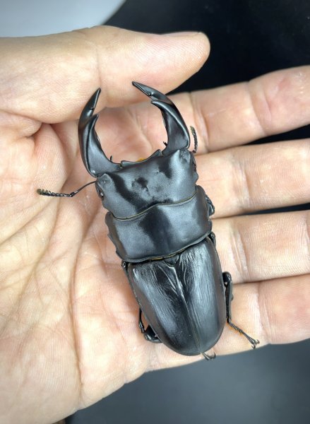 画像1: オオクワガタ（極太血統 鬼若子）　♂７４ｍｍ／♀４９ｍｍ成虫ペア (1)