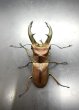 画像3: トルンカートゥスホソアカクワガタ　♂５４ｍｍ／♀２９ｍｍ成虫ペア　 (3)
