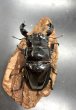 画像3: タランドゥスオオツヤクワガタ　♂８３ｍｍ／♀５１ｍｍ成虫ペア　 (3)