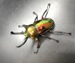 画像2: ニジイロクワガタ　♂５０ｍｍUP　成虫ペア (2)