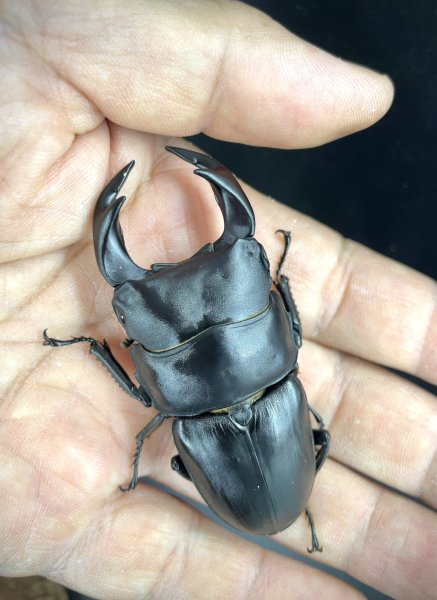 画像1: オオクワガタ（極太血統：アンバランス血統）　♂７２ｍｍ／４７ｍｍ成虫ペア　 (1)
