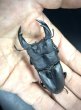 画像1: オオクワガタ（アンバランス血統）　♂７５ｍｍ／４９ｍｍ成虫ペア (1)