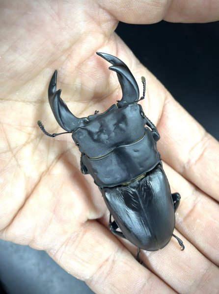 画像1: オオクワガタ（アンバランス血統）　♂７５ｍｍ／４９ｍｍ成虫ペア (1)