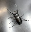 画像1: リノケロスフタマタクワガタ　♂６７ｍｍ／♀４５ｍｍ　成虫ペア　 (1)