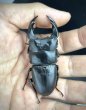 画像2: オオクワガタ（極太血統 鬼若子）　♂７０ｍｍ／♀４６ｍｍ成虫ペア (2)
