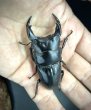 画像3: オオクワガタ（極太血統：アンバランス血統）　♂６７ｍｍ／４５ｍｍ成虫ペア　 (3)