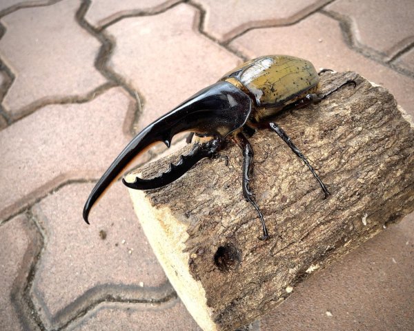 画像1: D.H.ヘラクレスオオカブト 　♂１４１ｍｍ／♀６６ｍｍ　成虫ペア  (1)
