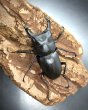 画像2: ヒメオオクワガタ　♂４７ｍｍ／♀３４ｍｍ　成虫ペア (2)