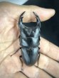 画像3: オオクワガタ（極太血統：アンバランス血統）　♂７２ｍｍ／４７ｍｍ成虫ペア　 (3)