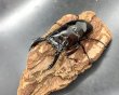画像1: レギウスオオツヤクワガタ　♂７３ｍｍ／♀４５ｍｍ成虫ペア　 (1)