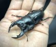 画像2: オオクワガタ（極太血統：アンバランス血統）　♂６７ｍｍ／４５ｍｍ成虫ペア　 (2)