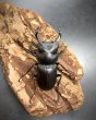 画像3: ヒメオオクワガタ　♂４７ｍｍ／♀３４ｍｍ　成虫ペア (3)