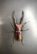 画像2: メタリフェルホソアカクワガタ（ブルーパープル血統）　♂６４ｍｍ　成虫ペア　 (2)
