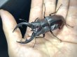 画像3: アマミノコギリクワガタ　♂７７ｍｍ／♀４１ｍｍ　成虫ペア　 (3)