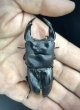 画像2: オオクワガタ（極太血統 鬼若子）　♂７１ｍｍＡ’品／♀４４ｍｍ成虫ペア (2)