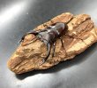 画像2: フォルスターフタマタクワガタ（キヨタミ）　♂６８ｍｍ/♀４４ｍｍ　成虫ペア　　 (2)