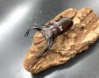 画像1: フォルスターフタマタクワガタ（キヨタミ）　♂６３ｍｍ/♀４１ｍｍ　成虫ペア　　 (1)