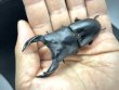 画像3: オオクワガタ（アンバランス血統）　♂７４ｍｍ／４８ｍｍ成虫ペア (3)
