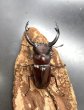 画像3: フォルスターフタマタクワガタ（キヨタミ）　♂６３ｍｍ/♀４１ｍｍ　成虫ペア　　 (3)