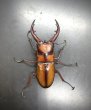 画像2: トカラノコギリクワガタ　♂５３ｍｍ／♀３２ｍｍ　成虫ペア　 (2)