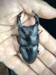 画像2: オオクワガタ（極太血統：アンバランス血統）　♂７２ｍｍ／４７ｍｍ成虫ペア　 (2)