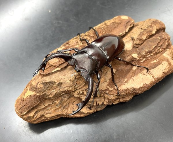 画像1: フォルスターフタマタクワガタ（キヨタミ）　♂６８ｍｍ/♀４４ｍｍ　成虫ペア　　 (1)