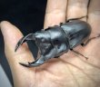 画像2: オオクワガタ（極太血統：アンバランス血統）　♂７２ｍｍ／４７ｍｍ成虫ペア　 (2)