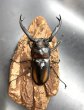 画像3: ディティエールシカクワガタ　♂７９ｍｍ／♀４２ｍｍ成虫ペア　 (3)
