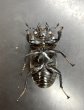 画像5: タランドゥスオオツヤクワガタ（ホワイトアイ）　♂８１ｍｍ／♀５０ｍｍ　成虫ペア　 (5)