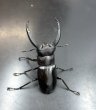 画像2: リノケロスフタマタクワガタ　♂６７ｍｍ／♀４５ｍｍ　成虫ペア　 (2)