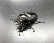 画像4: タランドゥスオオツヤクワガタ（ホワイトアイ）　♂８１ｍｍ／♀５０ｍｍ　成虫ペア　 (4)