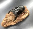 画像2: タランドゥスオオツヤクワガタ　♂７９ｍｍ／♀５２ｍｍＡ’　成虫ペア　 (2)