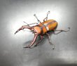 画像1: トカラノコギリクワガタ　♂５３ｍｍ／♀３２ｍｍ　成虫ペア　 (1)