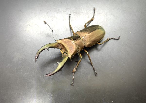 画像1: トルンカートゥスホソアカクワガタ　♂５４ｍｍ／♀２９ｍｍ成虫ペア　 (1)