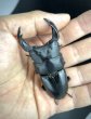 画像1: オオクワガタ（アンバランス血統）　♂７４ｍｍ／４８ｍｍ成虫ペア (1)