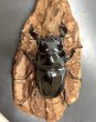 画像3: タランドゥスオオツヤクワガタ　♂６９ｍｍ／♀４３ｍｍ成虫ペア　 (3)