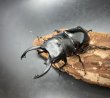 画像1: インターメディアツヤクワガタ　♂８４ｍｍ／♀５５ｍｍ　成虫ペア (1)