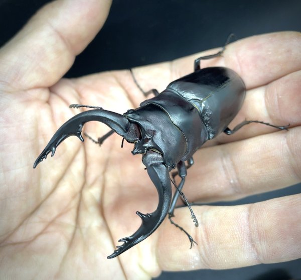 画像1: アマミノコギリクワガタ　♂７６ｍｍ／♀４１ｍｍ　成虫ペア　 (1)
