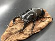 画像1: タランドゥスオオツヤクワガタ　♂８２ｍｍ／♀５０ｍｍ成虫ペア　 (1)