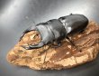 画像1: オオクワガタ（能勢ＳＲ血統）　♂８１ｍｍＢ品／♀５０ｍｍ　成虫ペア　 (1)