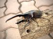 画像1: D.H.ヘラクレスオオカブト 　♂１３７ｍｍ／♀６５ｍｍ　成虫ペア  (1)