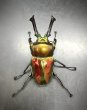 画像1: ニジイロクワガタ（レッドピカール血統）♂５４ｍｍ♀３６ｍｍ成虫ペア　 (1)