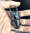 画像2: オオクワガタ（極太血統 鬼若子）　♂７５ｍｍ／♀４９ｍｍ成虫ペア (2)