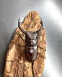 画像3: フォルスターフタマタクワガタ（キヨタミ）　♂６８ｍｍ/♀４４ｍｍ　成虫ペア　　 (3)