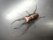 画像1: メタリフェルホソアカクワガタ（ブルーパープル血統）　♂６９ｍｍ　成虫ペア　Ｎｏ１ (1)