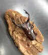 画像2: フォルスターフタマタクワガタ（キヨタミ）　♂６３ｍｍ/♀４１ｍｍ　成虫ペア　　 (2)