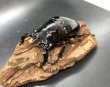 画像3: タランドゥスオオツヤクワガタ（ホワイトアイ）　♂８１ｍｍ／♀５０ｍｍ　成虫ペア　 (3)