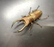 画像2: トルンカートゥスホソアカクワガタ　♂６３ｍｍ／♀３０ｍｍ成虫ペア　 (2)