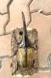 画像2: D.H.ヘラクレスオオカブト 　♂１４８ｍｍ／♀７０ｍｍ　成虫ペア  (2)