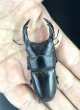 画像2: オオクワガタ（能勢ＹＧ血統）　♂７０ｍｍＵＰ／♀４５ｍｍＵＰ　成虫ペア　 (2)